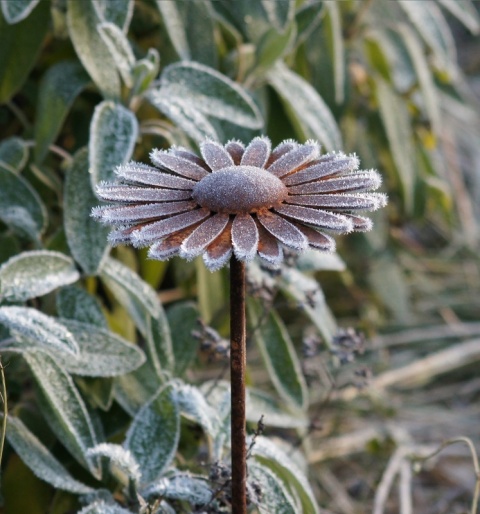 Stokrotka Afrykańska metalowa ozdoba ogrodowa corten rdzewiona 3D 061